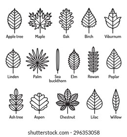Leaves types with names icons vector set. Outline black icons.
