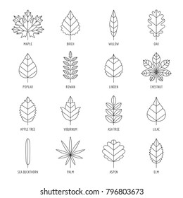 Leaves Types Names Outline Design Vector Stock Vector (royalty Free 