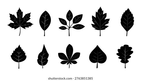 Leaves of various shapes and sizes are shown in a row. The arrangement highlights natural diversity among these leaves. Each leaf has a distinct outline and structure.