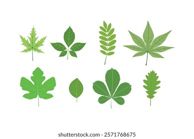 Leaves of various trees, grass leaves, foliage of natural branches, green leaves, herbs, vector fresh beauty rustic eco-friendly background on white background