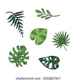 leaves vector bundle set design illustration for ecology resources