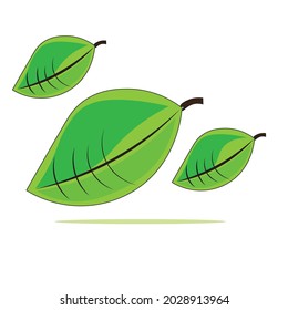 leaves vector in green color
