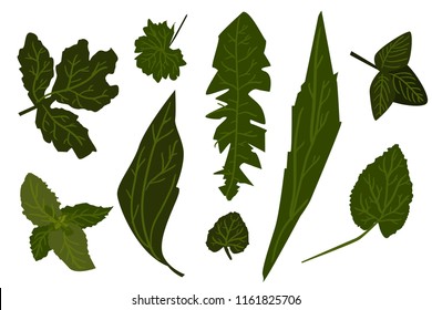 Leaves vector illustration. Digital set for your design.