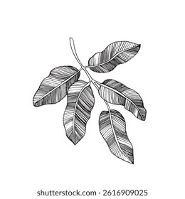 Leaves vector illustration. Hand drawn ink pistachio leaves sketches. Isolated on white background objects for design