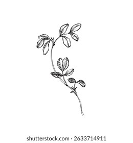 Leaves vector illustration. Hand drawn ink peanut leaves sketches. Isolated on white background objects for design