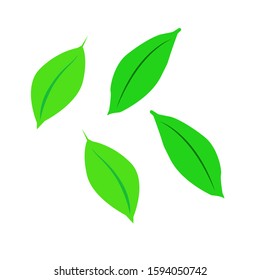 Leaves Vector illustration, isolated on a white.