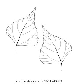 Leaves Vector illustration, isolated on a white.