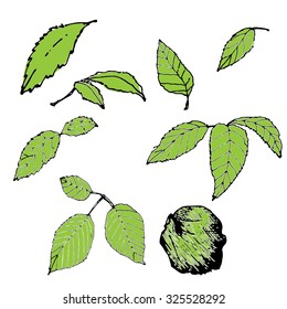 Leaves vector illustration (logo, sign, symbol)
