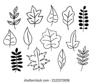 Leaves, vector set. Isolated images on a white background, plant elements for design. EPS 10.
