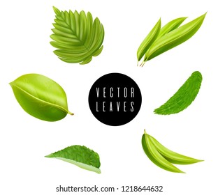 Leaves vector set isolated on white background. Various shapes of green leaves of trees and plants. Elements for eco and bio logos.