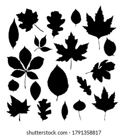 Vector Set Different Isolated Tree Leaf Stock Vector (Royalty Free ...