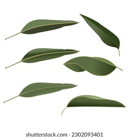 Leaves  vector set isolated on white background. Various shapes of green leaves of trees and plants. Elements for books about growing plants and invitation cards design.vector