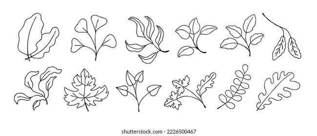 Leaves vector sketch set. Hand drawn decorative elements, isolated on white background. Botanical illustration in doodle style