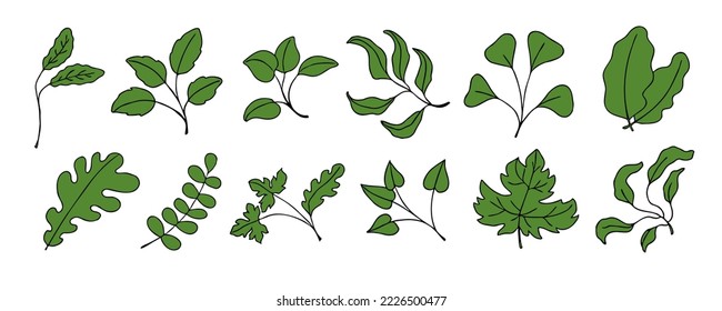 Leaves vector sketch set. Hand drawn decorative elements, isolated on white background. Botanical illustration in doodle style