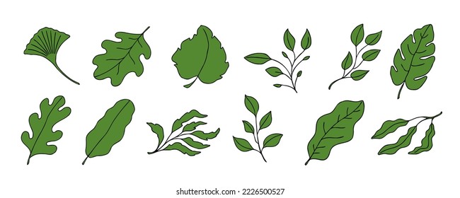 Leaves vector sketch set. Hand drawn decorative elements, isolated on white background. Botanical illustration in doodle style