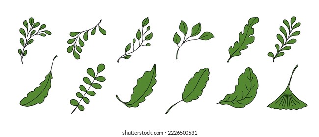 Leaves vector sketch set. Hand drawn decorative elements, isolated on white background. Botanical illustration in doodle style