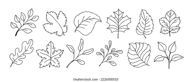 Leaves vector sketch set. Hand drawn decorative elements, isolated on white background. Botanical illustration in doodle style