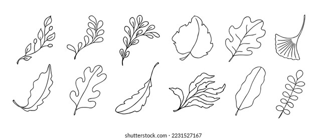 Leaves vector sketch set. Hand drawn decorative elements, isolated on white background. Botanical illustration in doodle style