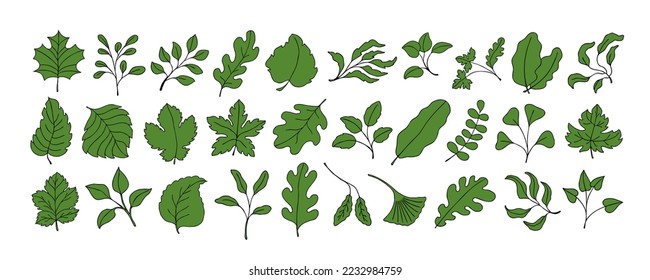 Leaves vector sketch set. Hand drawn decorative elements, isolated on white background. Botanical illustration in doodle style