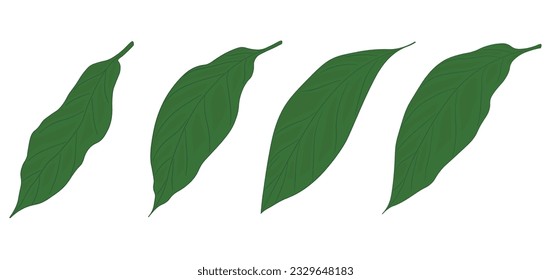 leaves vector stock illustration. Minimalist botanical set. Isolated on a white background.
