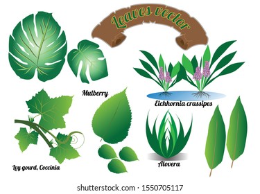 Leaves vector Various leaves  isolated on white background