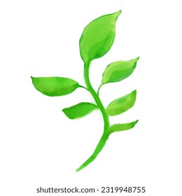 leaves water color on white background, vector
