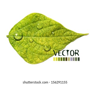 leaves with water drops 