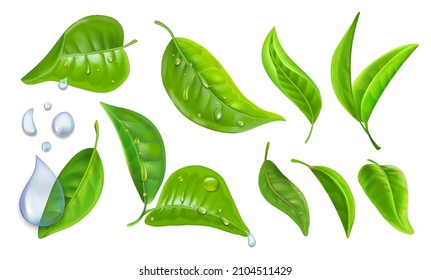 Leaves with water drops. Realistic green tea and peppermint leaf collection with morning dew and rain water drops. Vector set svg