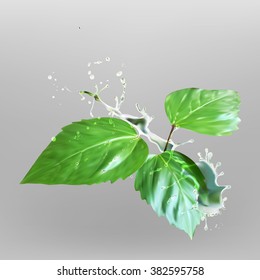 Leaves water drops vector