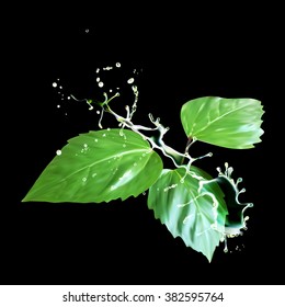 Leaves water drops vector