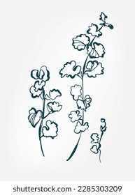 leaves wild grass doodle plant flower grass vector line art elegant isolated clip art isolated
