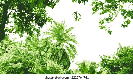 Leaves_2_tropical trees such as Palm trees_Taiwanese green nature image art_EPS vector