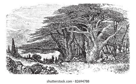 Lebanese cedar or Cedrus libani vintage engraving. Old engraved illustration of Lebanese cedar tree with a group of man standing beneath it. Trousset encyclopedia (1886 - 1891).
