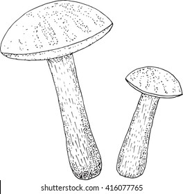leccinum