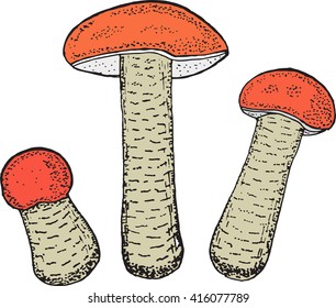 leccinum