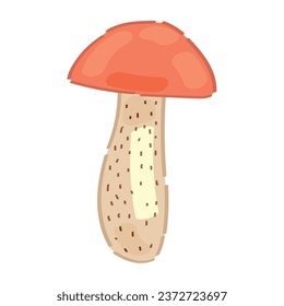 Leccinum mushroom on white background