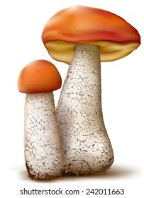 Leccinum mushrooms, on white background. Vector illustration