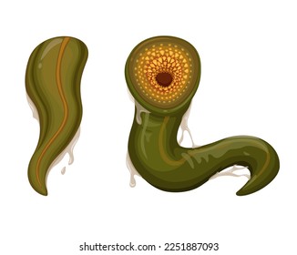 Leech-Leech-Kreatur-Zeichensatz-Cartografik-Vektorgrafik