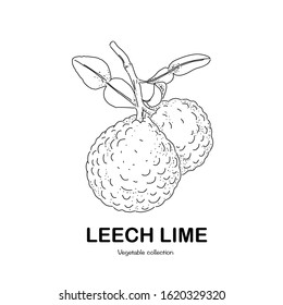 Leech lime freehand drawing-vector illustration. Doodle style.