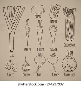 Leek, fennel and root vegetables (potato, parsley, carrot, parsnip, celery stalk, celery root, garlic, onion, beet, turnip). Hand drawn sketch. Vector illustration.