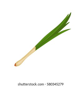 Leek fresh isolated close up green bunch on white. Vector illustration of vegetable with bundle of leaf that is edible part of the plant. Organic onion with burning taste and many green leaves