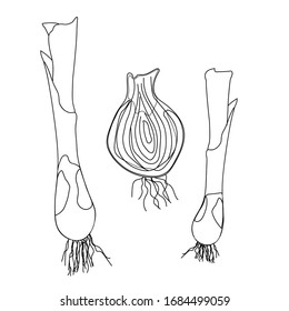 Leek hand drawn doodle vector illustration . Isolated vegetable colorful object. Detailed vegetarian food drawing. Farm market product. Great for menu, label, icon