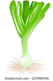 leek isolated on white background. 10 EPS