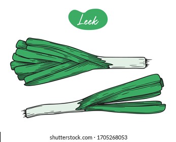 Leek aislado en un fondo blanco. Ilustración vectorial en estilo de esbozo.