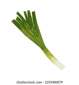 Leek isolated on white background. Traditional element of Asian cuisine. Vector clipart.