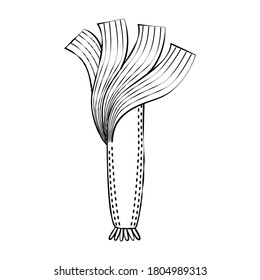 Leek - line art drawing. Hand drawn B&W vector illustration.