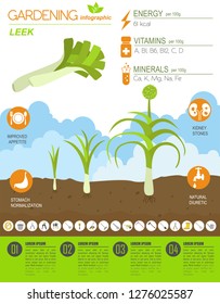Leek onion beneficial features graphic template. Gardening, farming infographic, how it grows. Flat style design. Vector illustration
