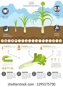 Leek onion beneficial features graphic template. Gardening, farming infographic, how it grows. Flat style design. Vector illustration
