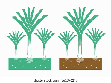 leek plant with leaves and root