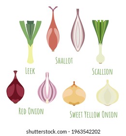 The leek, shallot, scallion, red and sweet yellow onions and made in flat style. Symmetrical shapes filled with color only. Colorful vector illustration for product design, web and print usage.